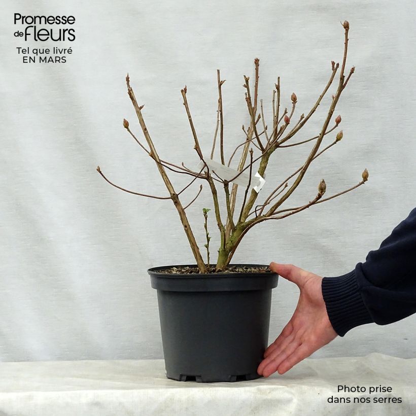 Rhododendron Berryrose - Western Azalea 4L/5L pot sample as delivered in spring