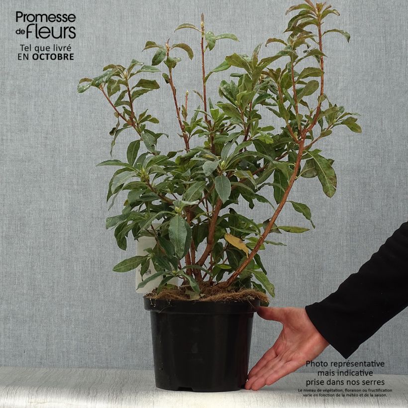 Azalea mollis Daviesii 4L/5L pot sample as delivered in autumn
