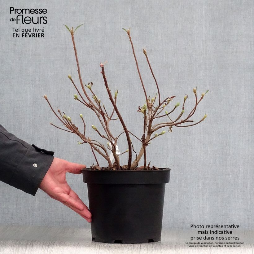 Azalea mollis Daviesii 4L/5L pot sample as delivered in winter