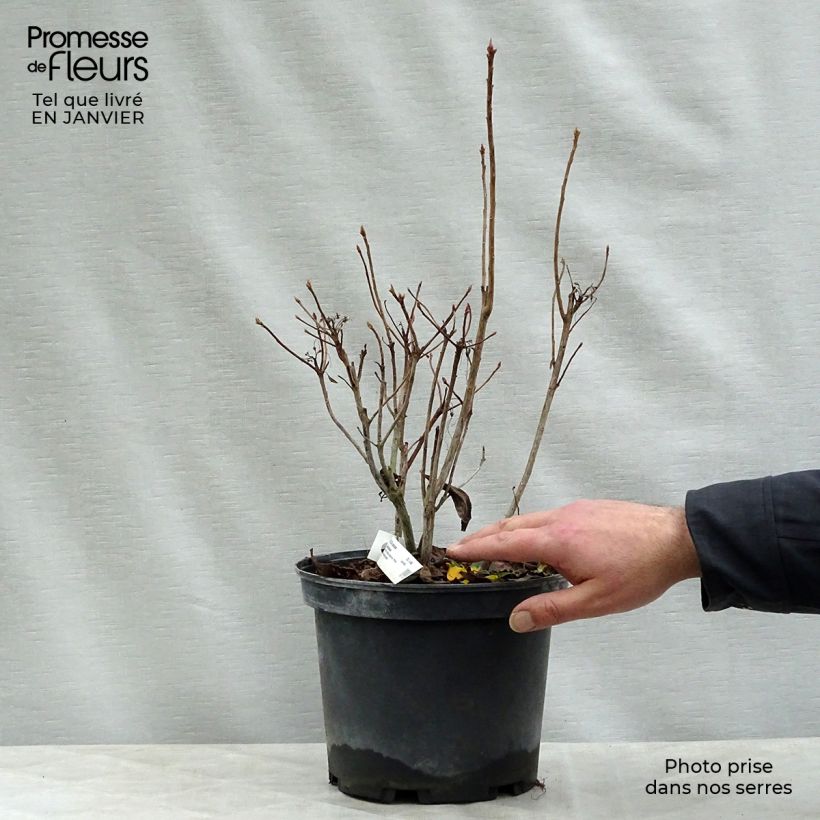 Rhododendron occidentale Delicatissima - Western Azalea 4L/5L pot sample as delivered in winter