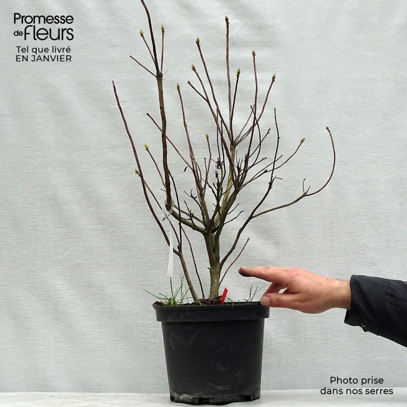 Azalea Fire Ball 4L/5L pot sample as delivered in winter