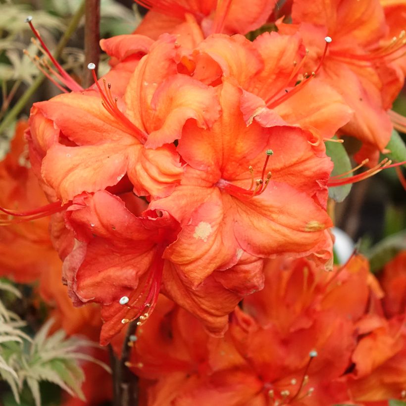 Azalea Fire Ball (Flowering)
