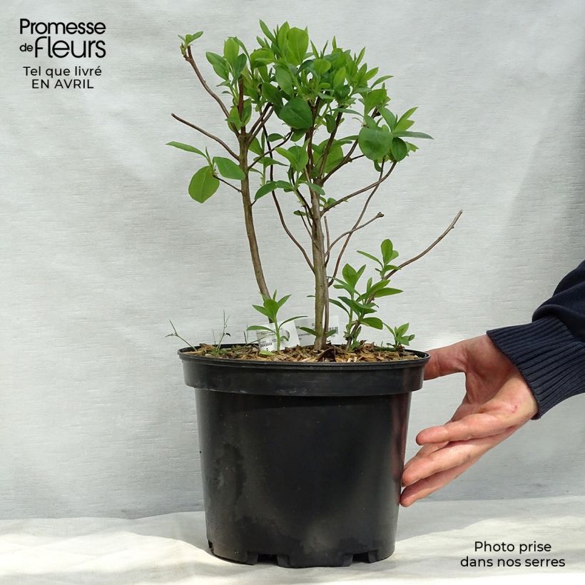 Chinese Azalea Fragrant Star 4L/5L pot sample as delivered in spring