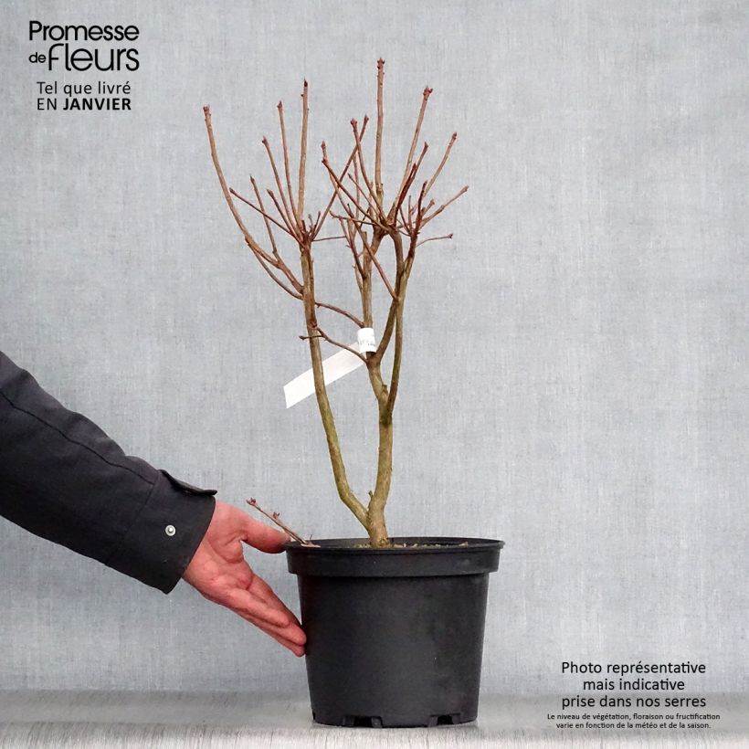 Azalea Jolie Madame 3L/4L pot sample as delivered in winter