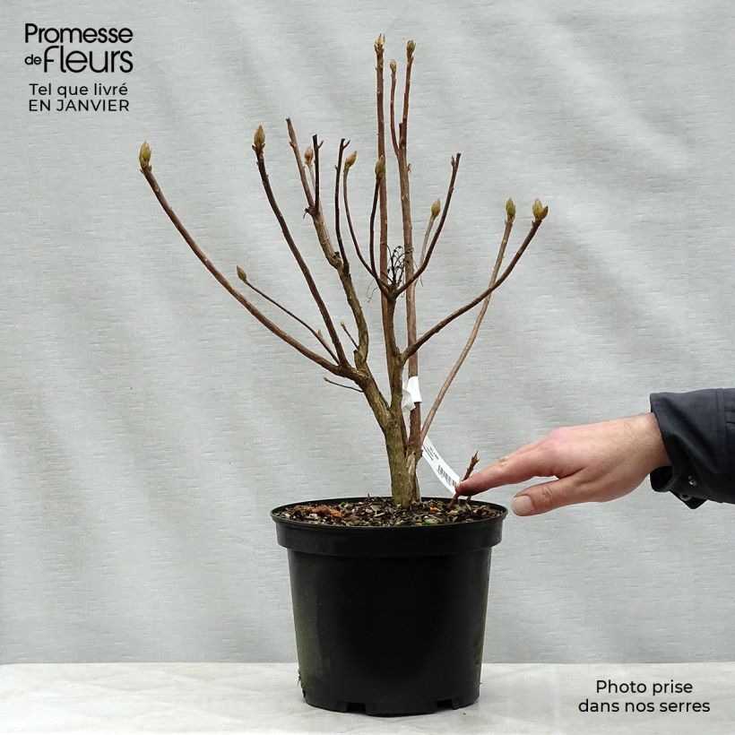 Azalea mollis Klondyke 4L/5L pot sample as delivered in winter
