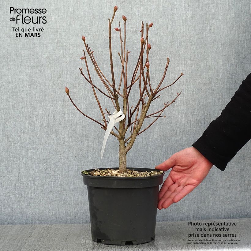 Azalea Knaphill Mary Poppins 4L/5L pot sample as delivered in winter