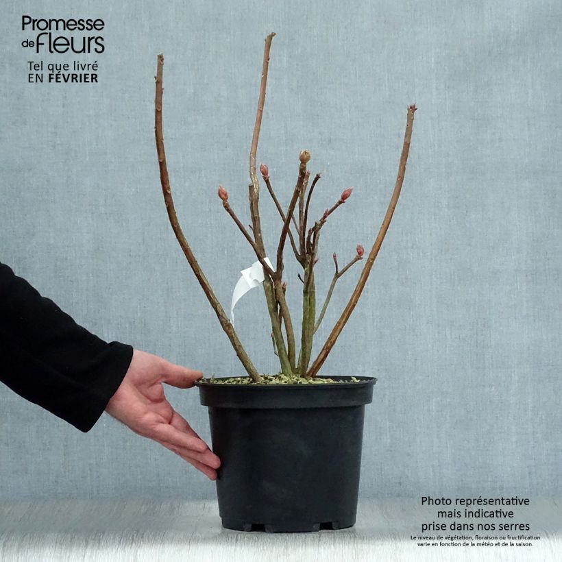 Azalea Mount Rainier 4L/5L pot sample as delivered in winter