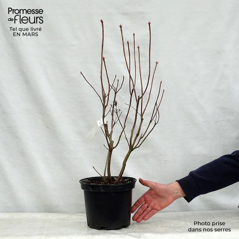 Azalea Mount Rainier 4L/5L pot sample as delivered in spring