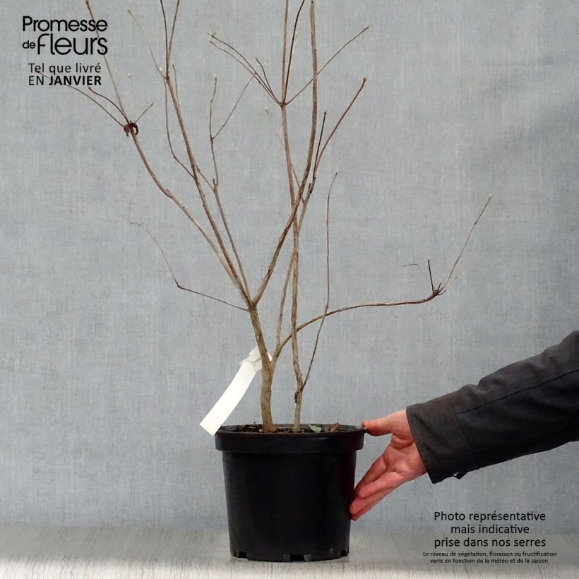 Azalea Wallowa Red 4L/5L pot sample as delivered in winter