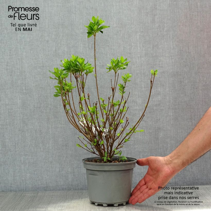 Azalea japonica Adonis 2L/3L pot sample as delivered in spring