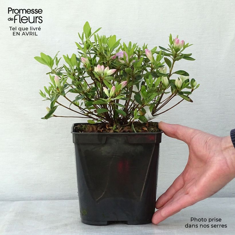 Azalea japonica Als Picotee 2L/3L pot sample as delivered in spring