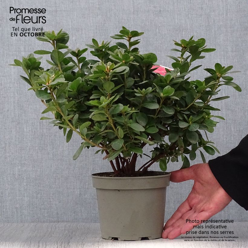 Azalea japonica Ardeur 2L/3L pot sample as delivered in autumn