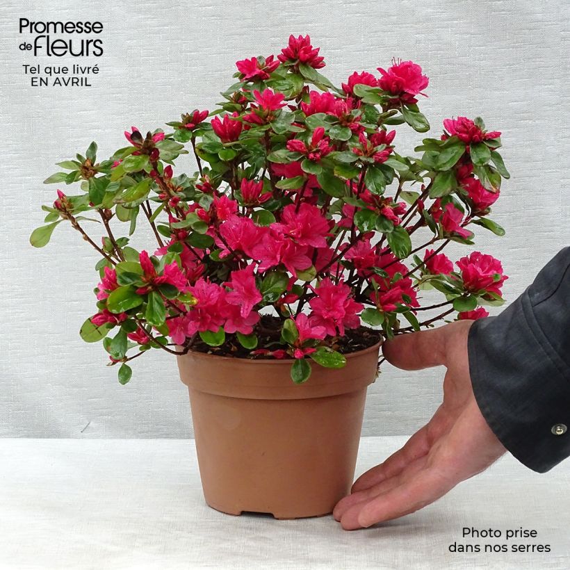 Japanese Azalea Hino-Crimson 2L/3L pot sample as delivered in spring