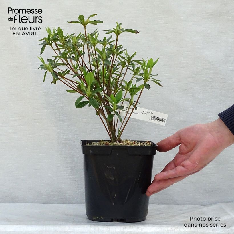 Azalea japonica Ho Oden 2L/3L pot sample as delivered in spring