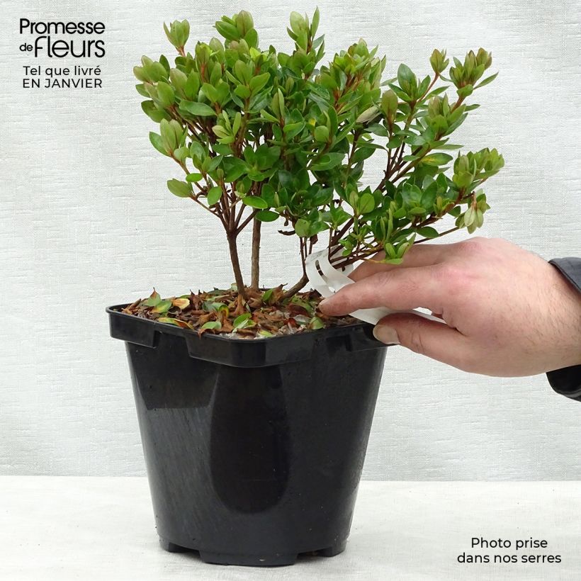 Azalea japonica Kirin 2L/3L pot sample as delivered in winter