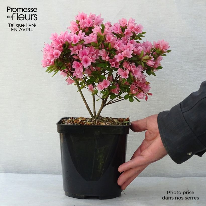 Azalea japonica Kirin 2L/3L pot sample as delivered in spring