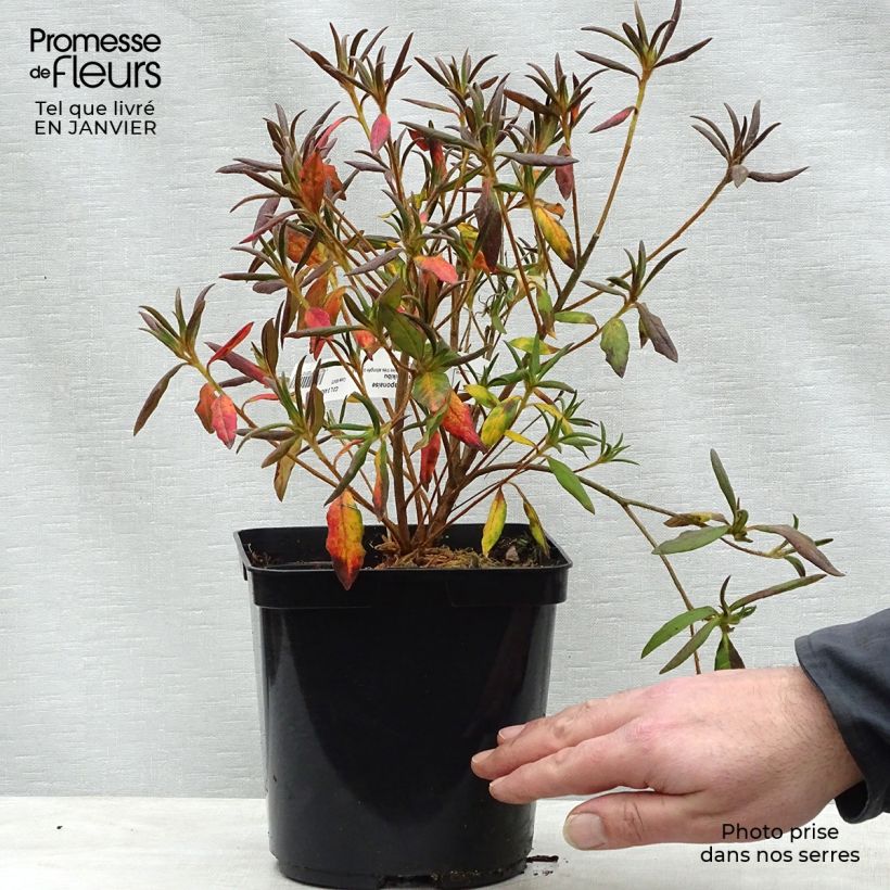 Rhododendron macrosepalum Koromo-shikibu - Large-sepaled Azalea 2L/3L pot sample as delivered in winter