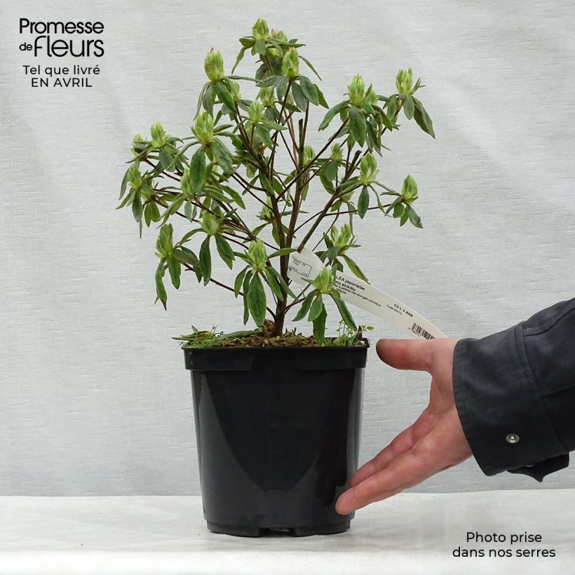 Rhododendron macrosepalum Koromo-shikibu - Large-sepaled Azalea 2L/3L pot sample as delivered in spring