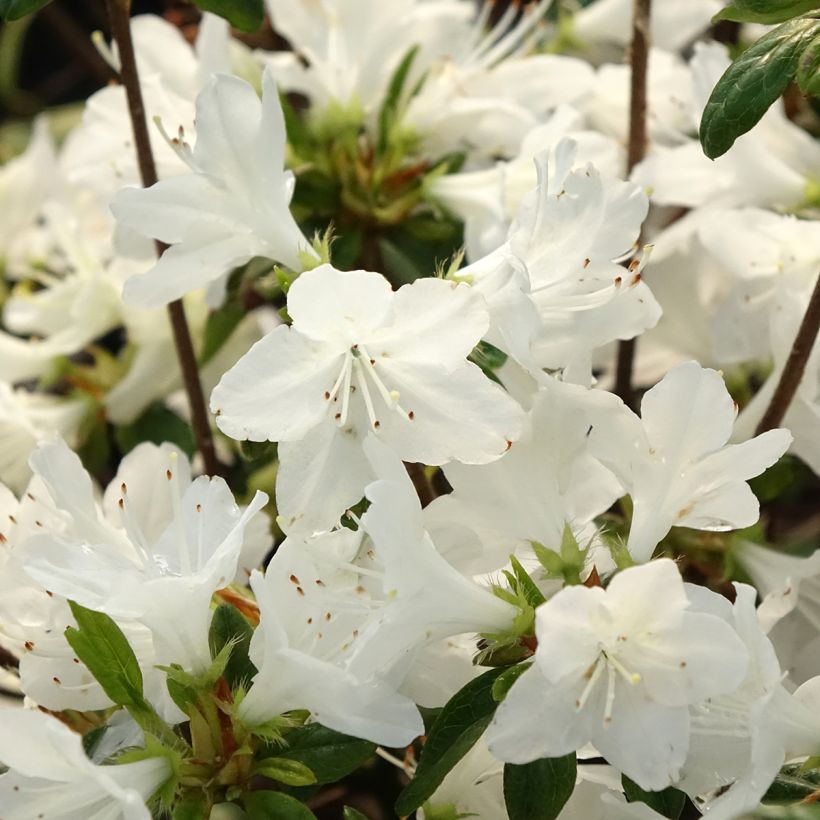 Japanese Azalea Palestrina (Flowering)