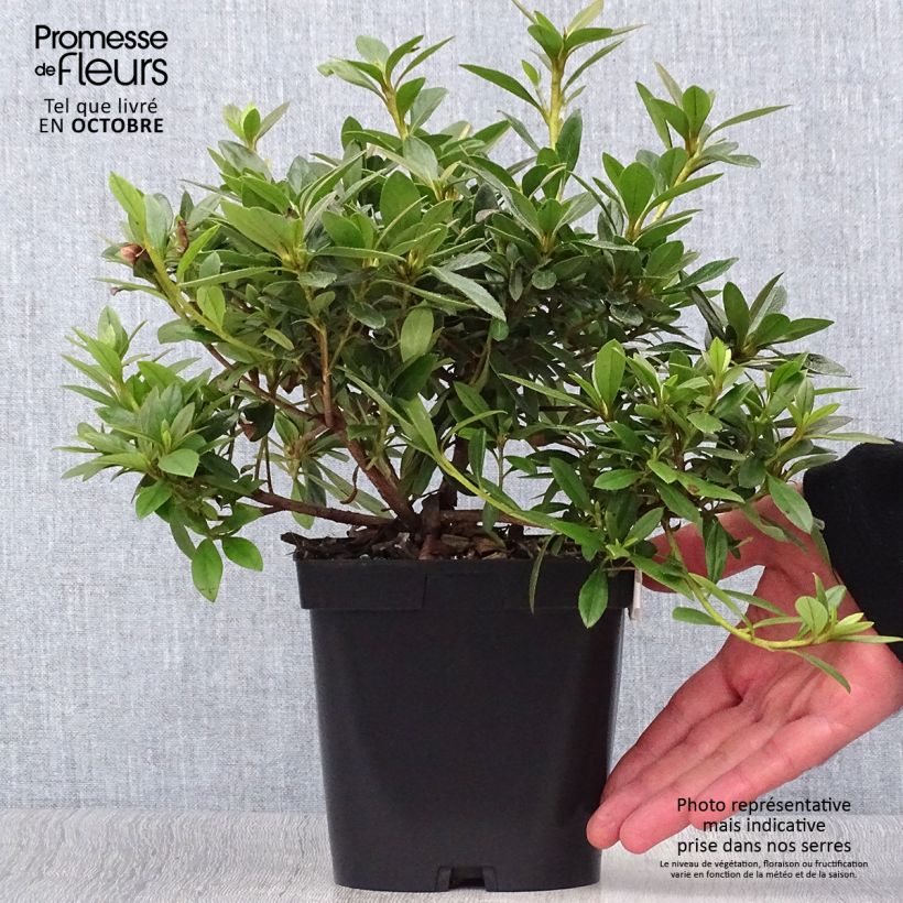 Japanese Azalea Purple Splendor 2L/3L pot sample as delivered in autumn