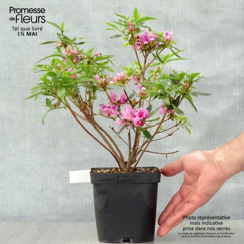 Japanese Azalea Purple Splendor 2L/3L pot sample as delivered in spring