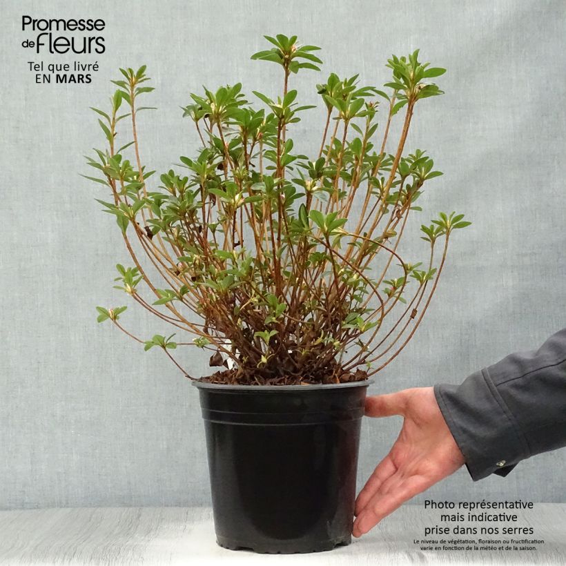 Japanese Azalea Sylvester 4L/5L pot sample as delivered in spring