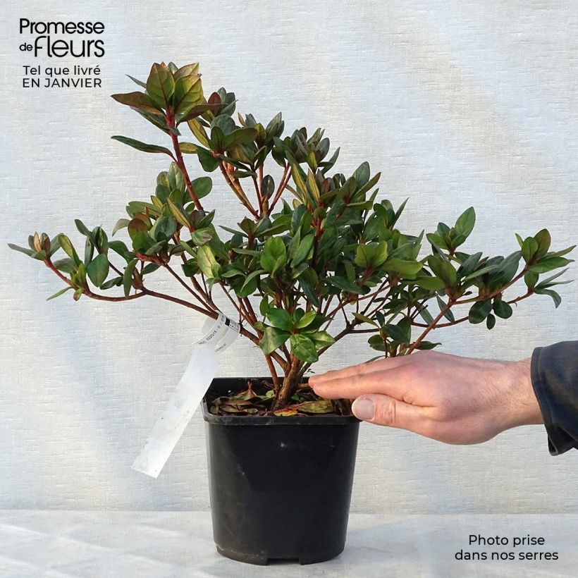 Azalea japonica Vuyks Scarlet 2L/3L pot sample as delivered in winter