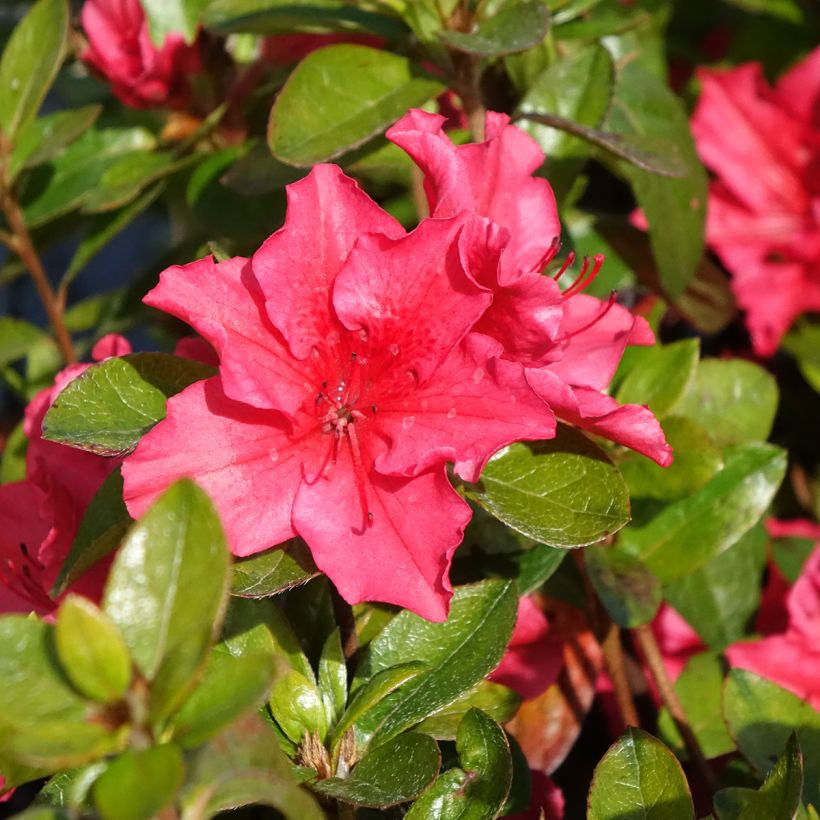 Azalea japonica Vuyks Scarlet (Flowering)