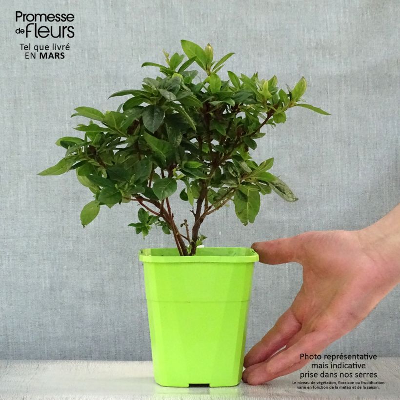 Azalea japonica ENCORE Carnival Conlet 1L/1.5L pot sample as delivered in spring