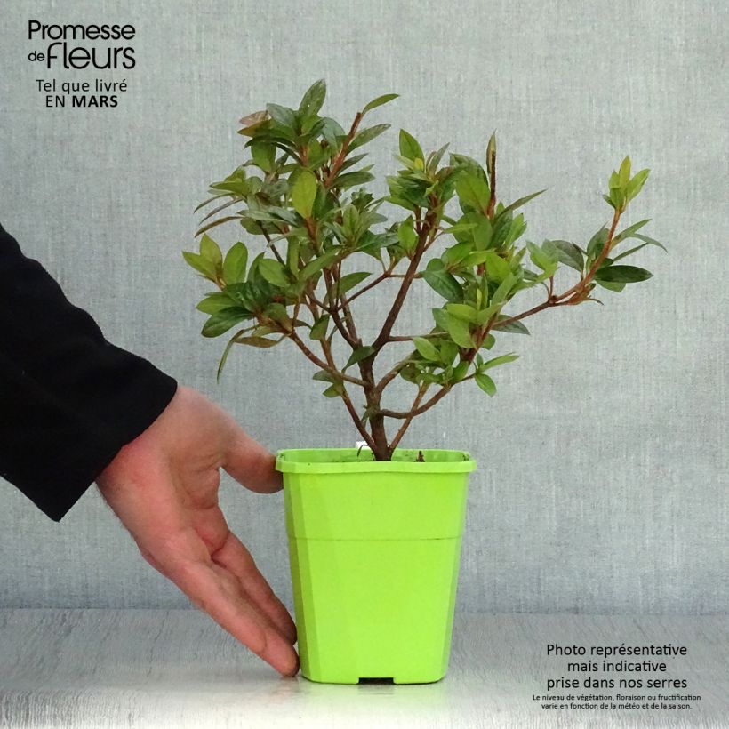 Azalea japonica ENCORE Empress Conles 1L/1.5L pot sample as delivered in spring
