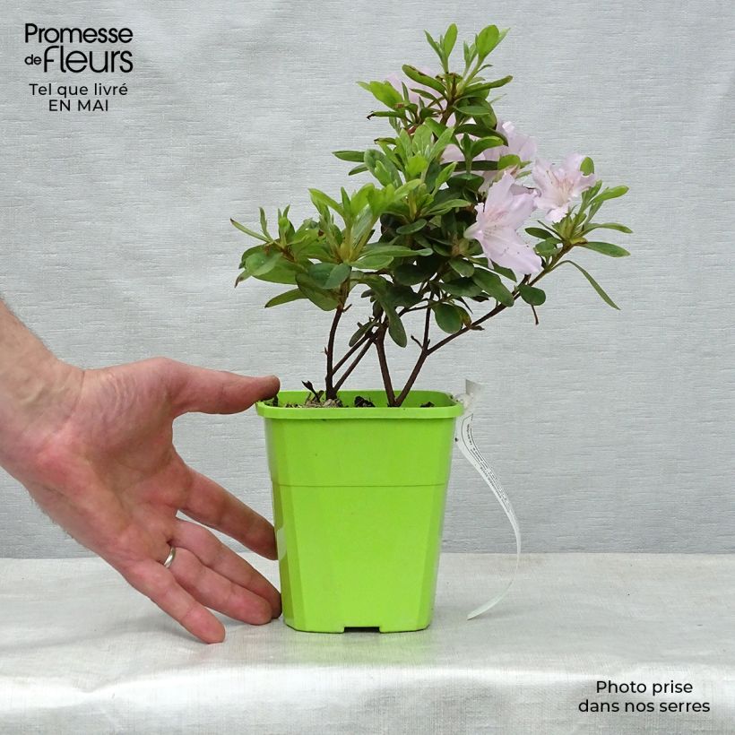 Azalea japonica ENCORE Ivory Roblev 1L/1.5L pot sample as delivered in spring