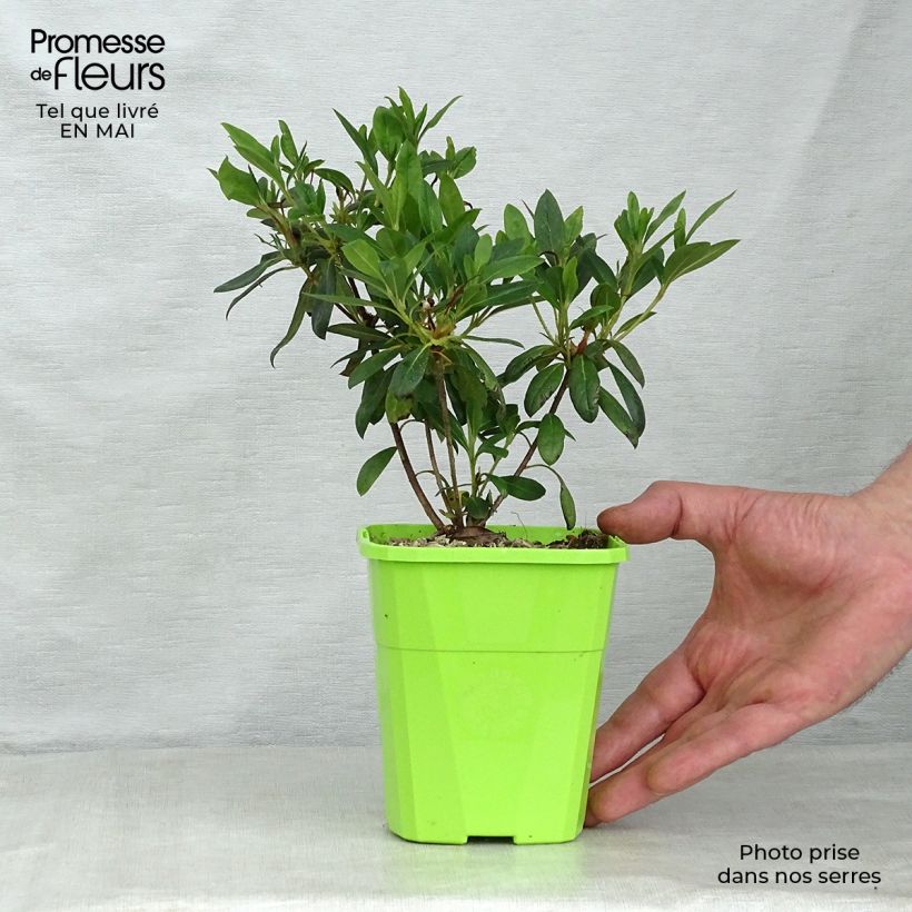 Azalea japonica ENCORE Ruby Roblev 1L/1.5L pot sample as delivered in spring