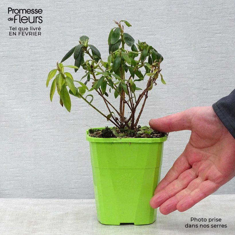 Azalea japonica ENCORE Starlite Roblem 1L/1.5L pot sample as delivered in winter