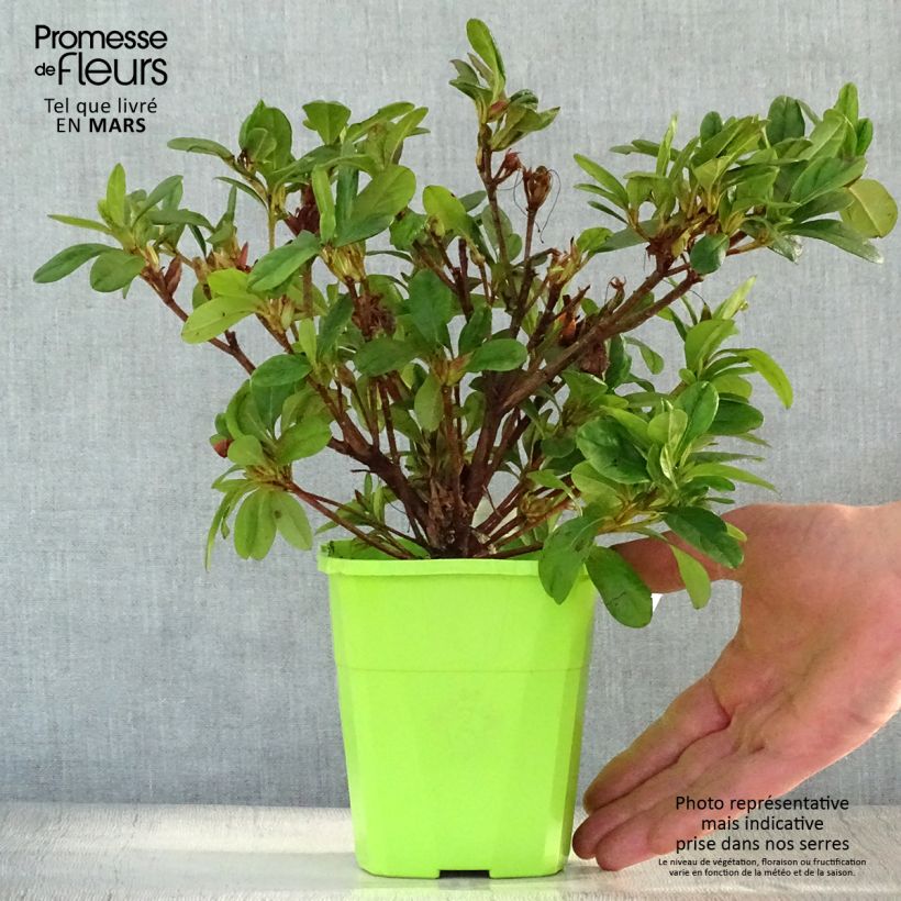 Azalea japonica ENCORE Sunburst Roblet 1L/1.5L pot sample as delivered in spring