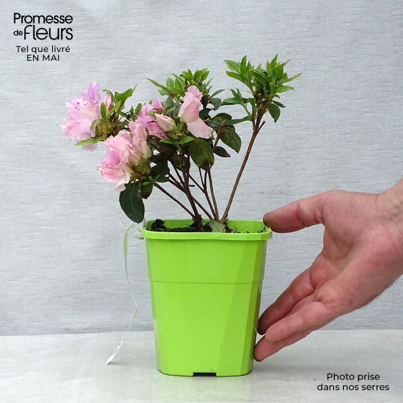 Azalea japonica ENCORE Sweetheart Roblja 1L/1.5L pot sample as delivered in spring