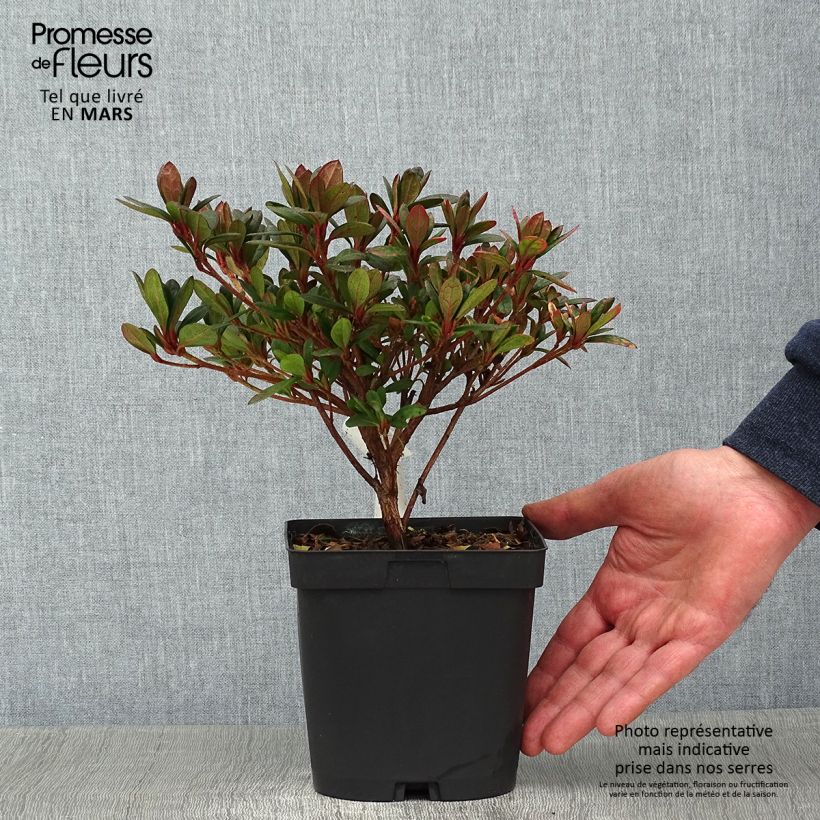 Azalea japonica Arabesk 1.5L/2L pot sample as delivered in winter