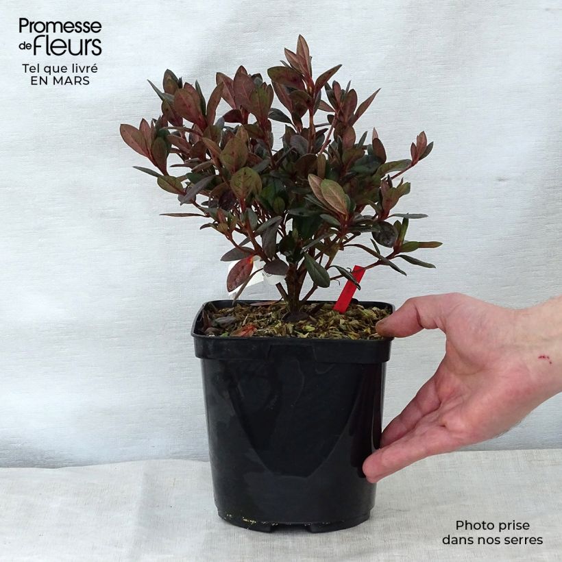 Azalea japonica Arabesk 1.5L/2L pot sample as delivered in spring