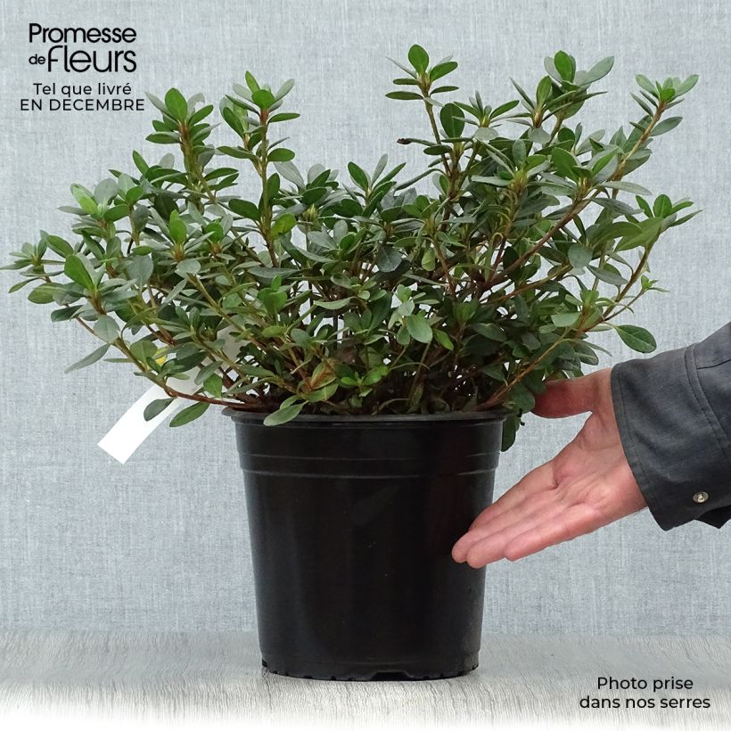 Azalea japonica Arabesk 3L/4L pot sample as delivered in winter