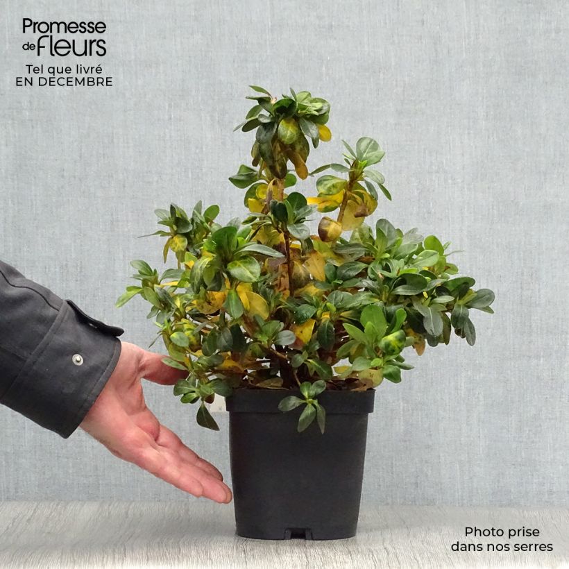 Azalea japonica Dorothy Heiden 2L/3L pot sample as delivered in winter