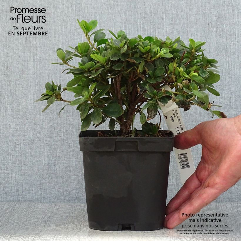 Azalea japonica Dorothy Heiden 2L/3L pot sample as delivered in autumn