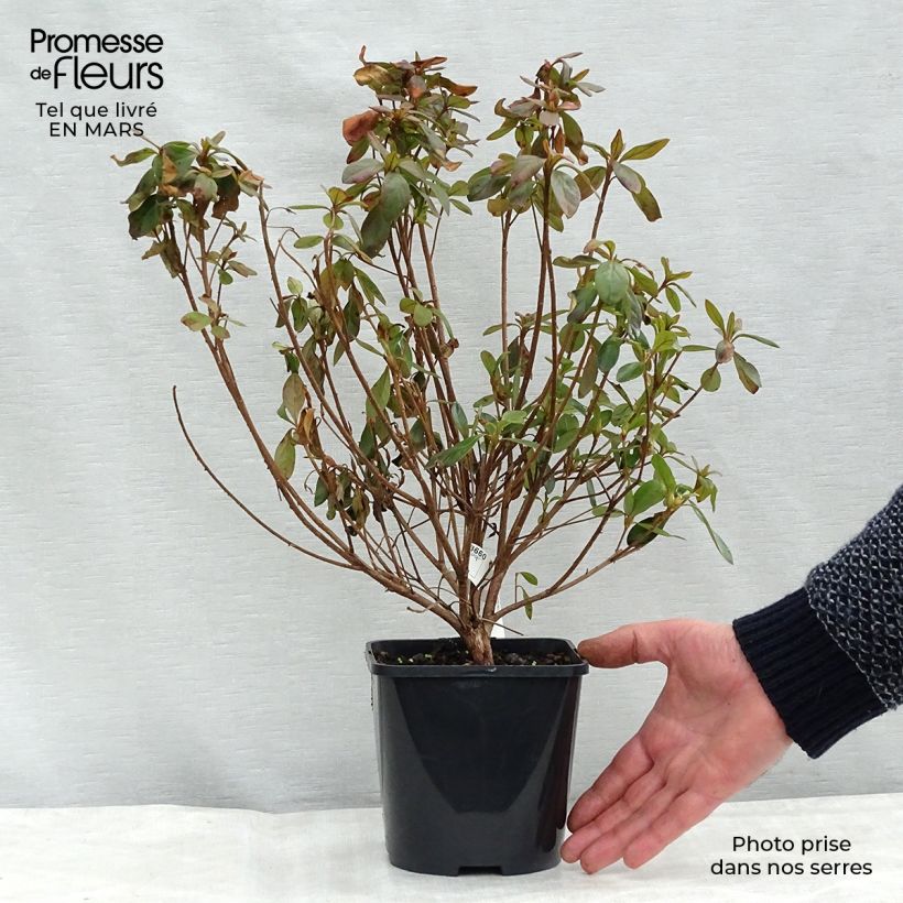 Azalea japonica GILBERT MULLIE 2L/3L pot sample as delivered in spring