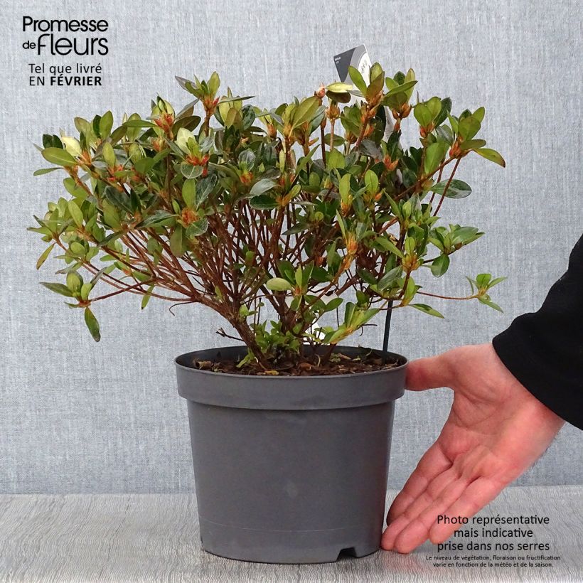 Azalea japonica Izumi no mai 3L/4L pot sample as delivered in winter
