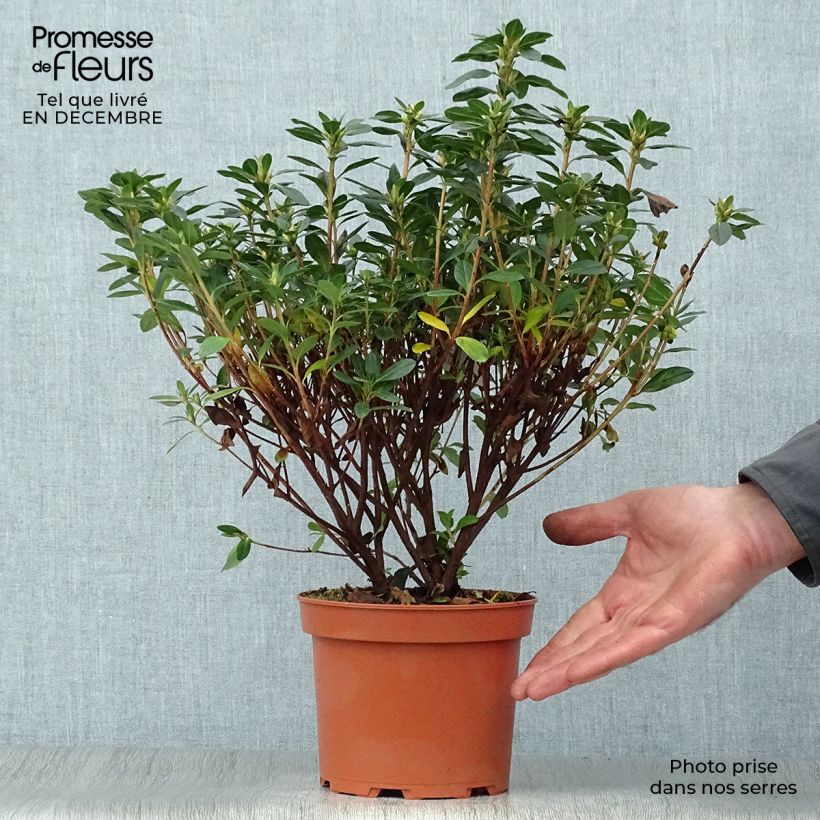 Azalea japonica Madame Galle 2L/3L pot sample as delivered in winter