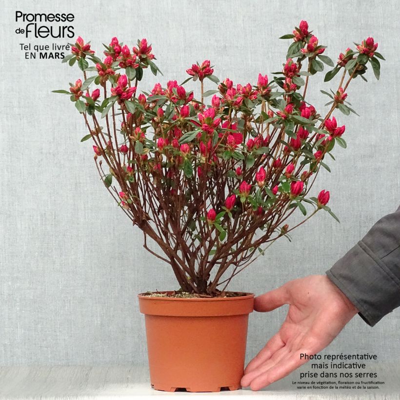 Azalea japonica Madame Galle 2L/3L pot sample as delivered in spring