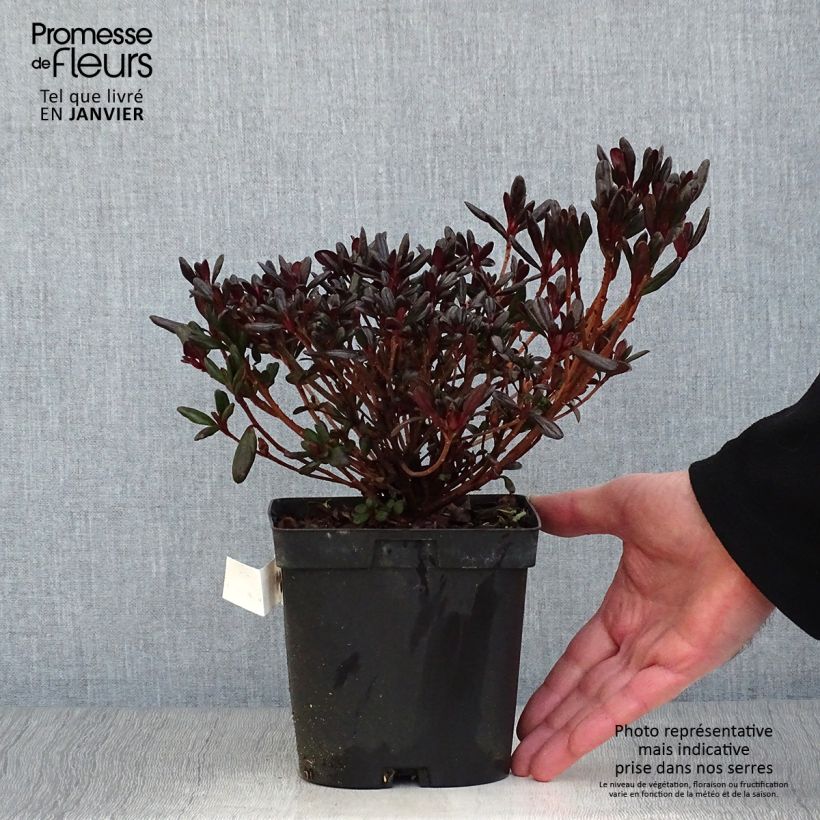 Azalea japonica Manuska 2L/3L pot sample as delivered in winter