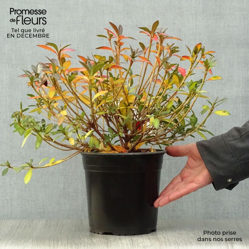 Japanese Azalea Purple Splendor 4L/5L pot sample as delivered in winter