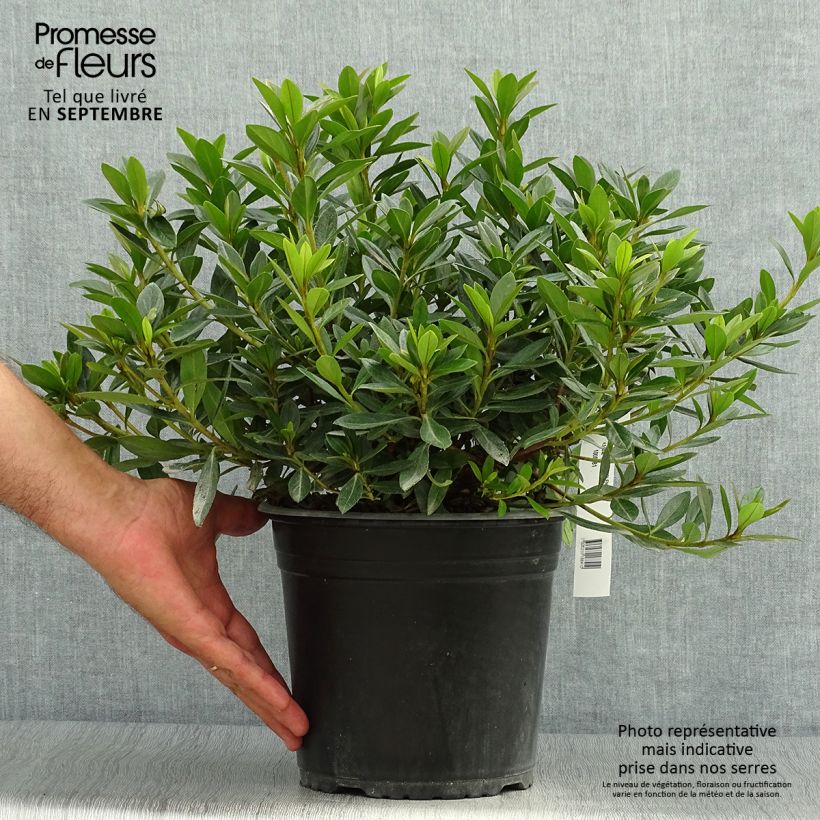 Japanese Azalea Purple Splendor 4L/5L pot sample as delivered in autumn
