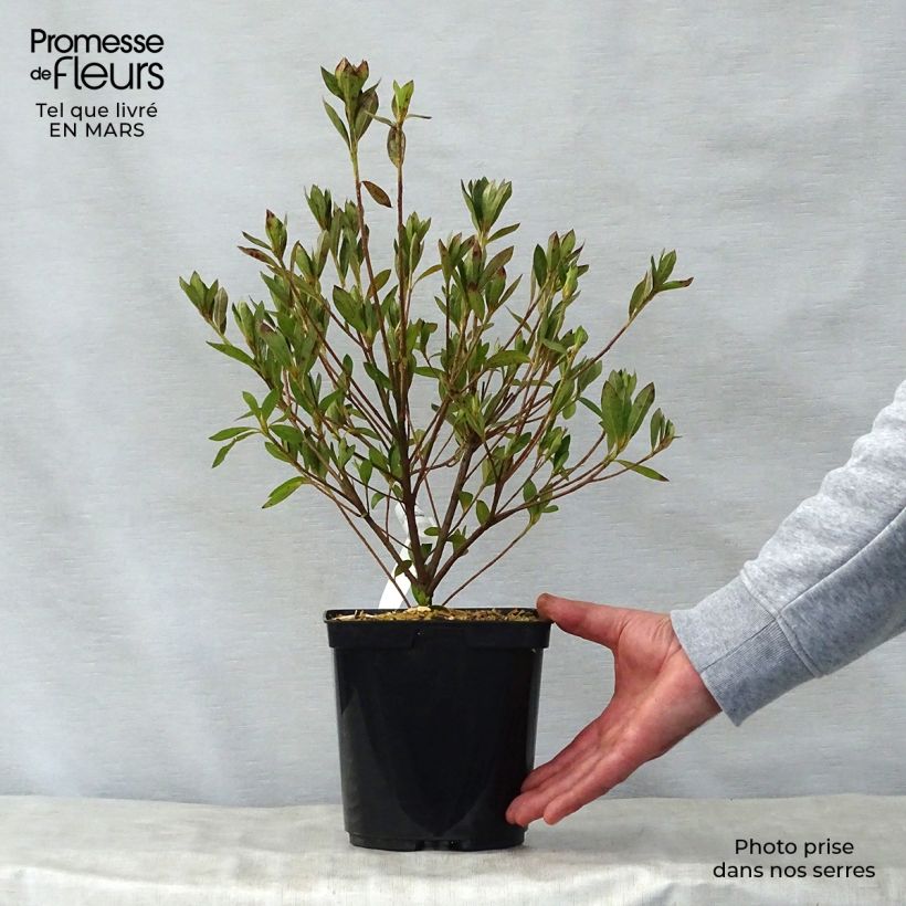 Azalea japonica Rosa King 2L/3L pot sample as delivered in spring
