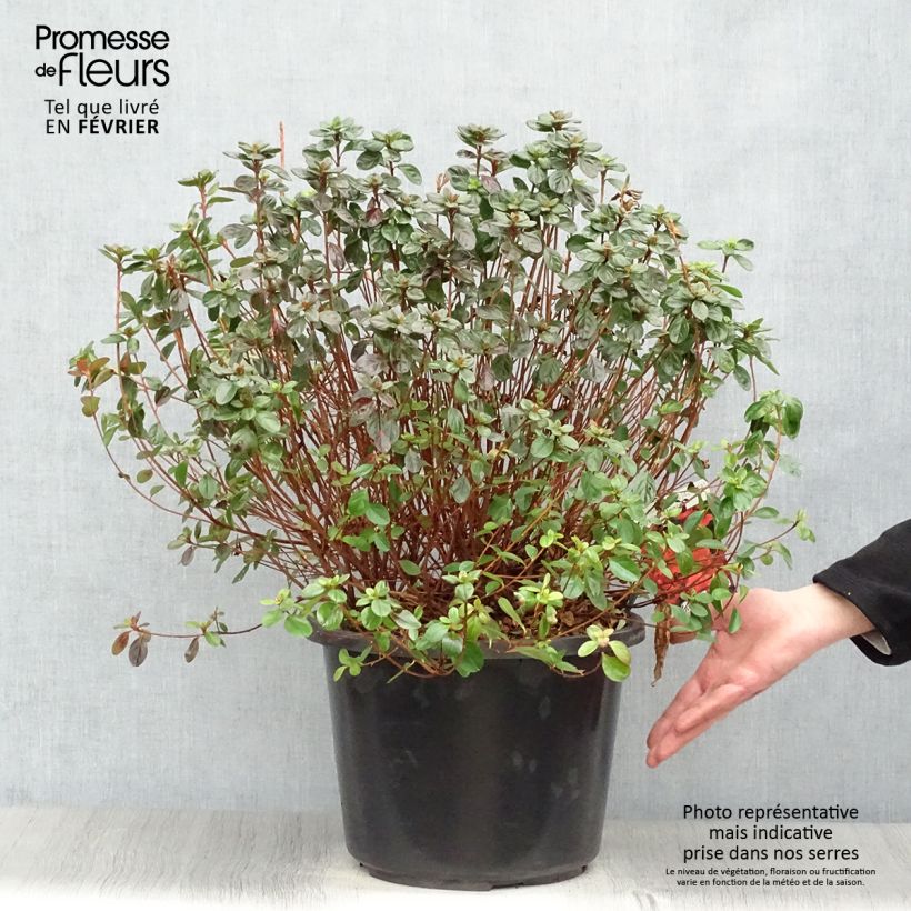 Azalea japonica Stewartstonian 7.5L/10L pot sample as delivered in winter