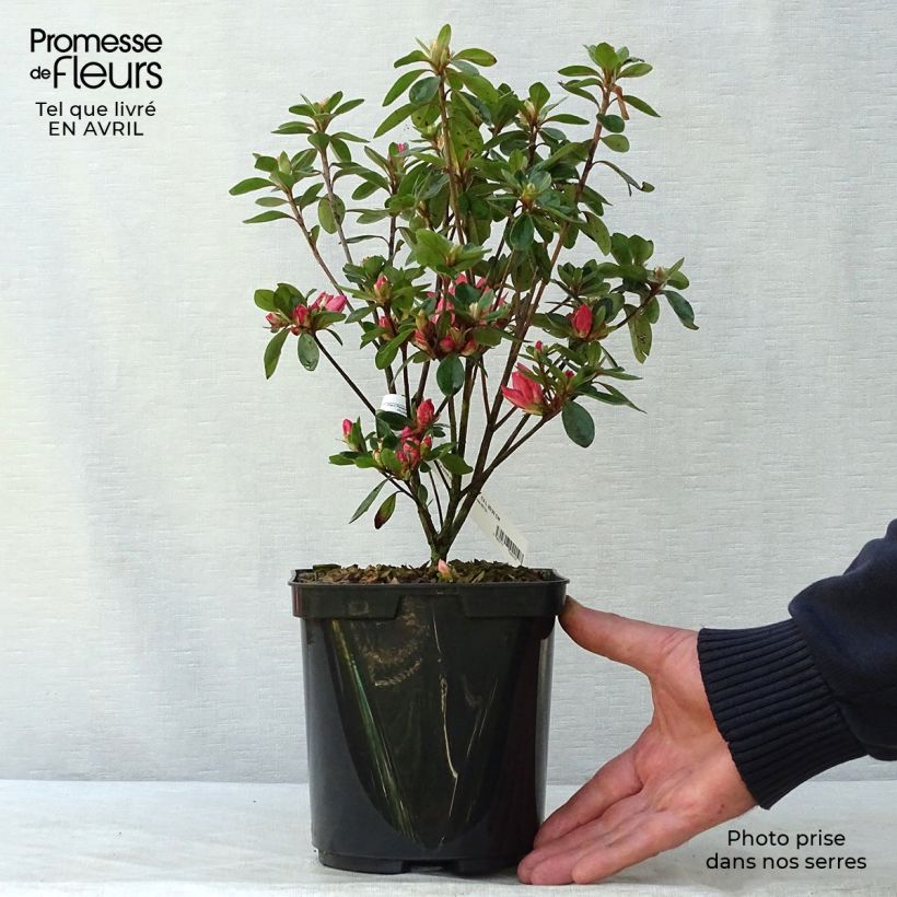 Rhododendron Blaauws pink - Kurume Azalea 2L/3L pot sample as delivered in spring